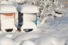 ElisabethBienen_Winter-780x439