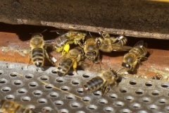gelbe_und_orange_pollen-1024x680