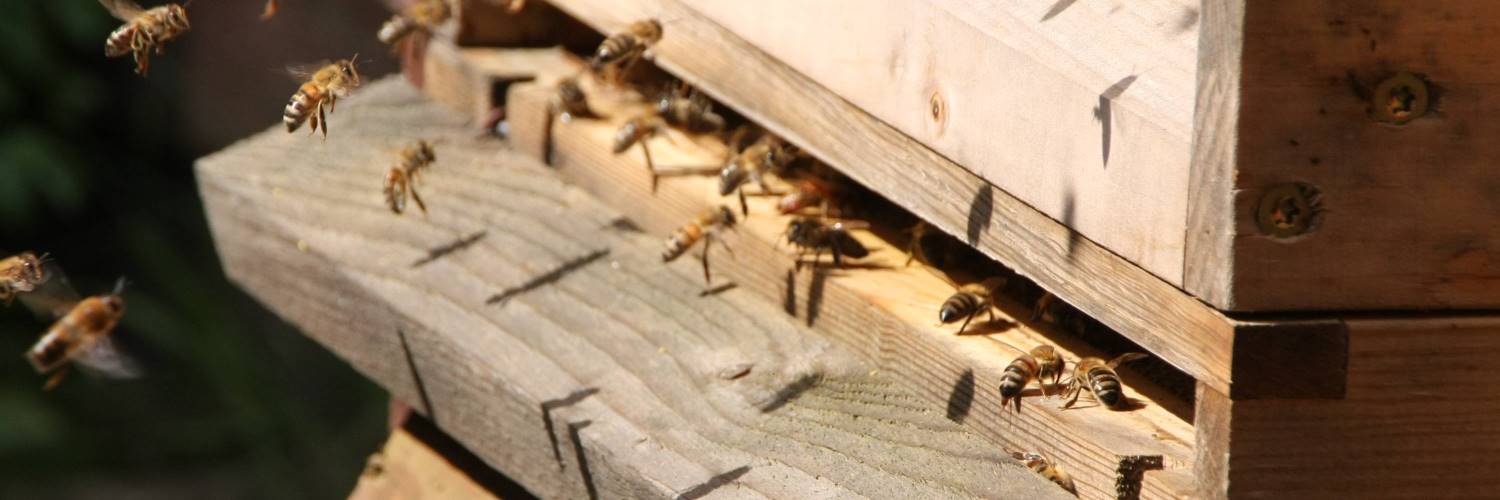 Permalink auf:Jans Bienen