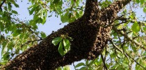 Bienenschwarm melden in Darmstadt und Umgebung
