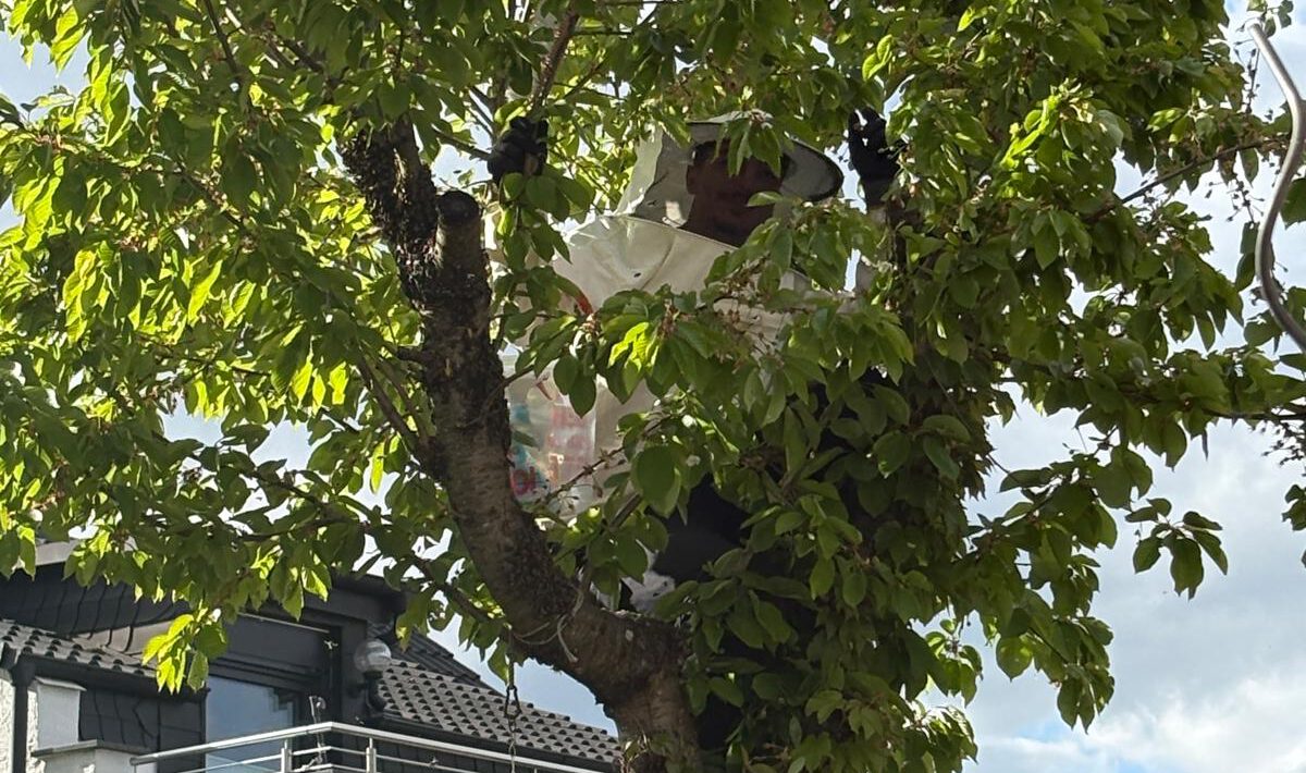 Schwarmzeit in 2026 beginnt!